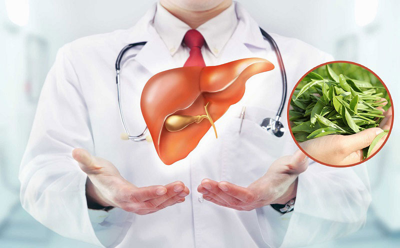 Lá chè xanh rất tốt cho sức khỏe của gan