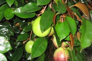 Cây Vú sữa: Đặc điểm, Phân loại và Kỹ thuật trồng chi tiết