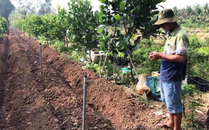 Làm đất, đào hố chuẩn bị trồng cây mít giống