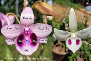 Tìm hiểu về Lan đột biến GEN và cách nhân giống Lan đột biến GEN