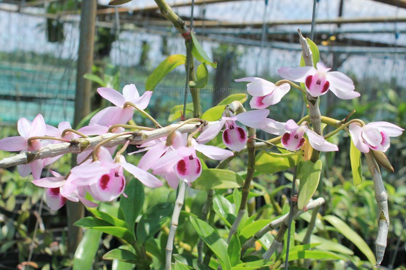 Chùm Lan Giả hạc