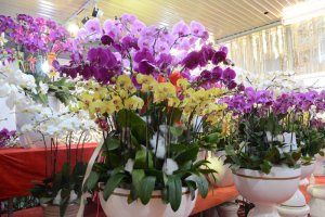 Ý nghĩa của lan Hồ điệp và các màu hoa Hồ điệp trong phong thủy