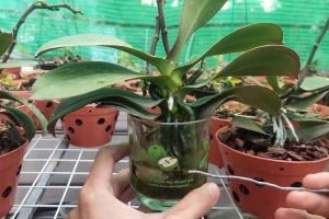 Kỹ thuật trồng hoa Lan thủy canh đúng chuẩn đẹp nhất