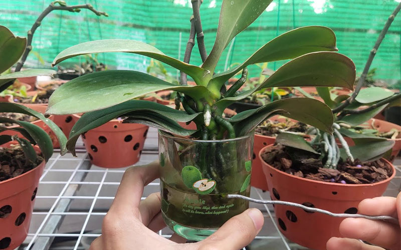 Trồng lan hồ điệp thủy canh cho ra hoa sau 1 đến 2 tháng