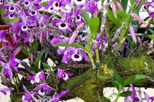 Kinh nghiệm trồng và chăm sóc Lan Hoàng Thảo