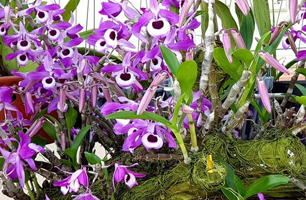 Lan hoàng thảo kèn tím nở hoa rực rỡ