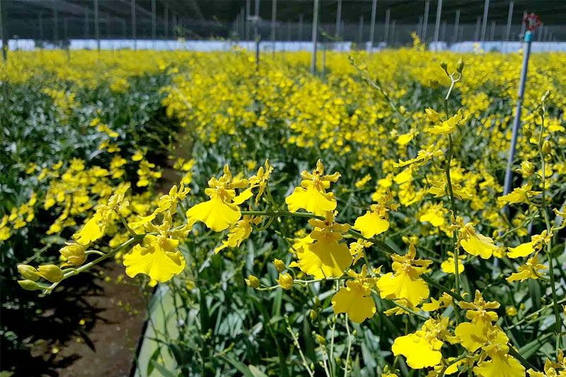 Lan vũ nữ vàng trong nắng