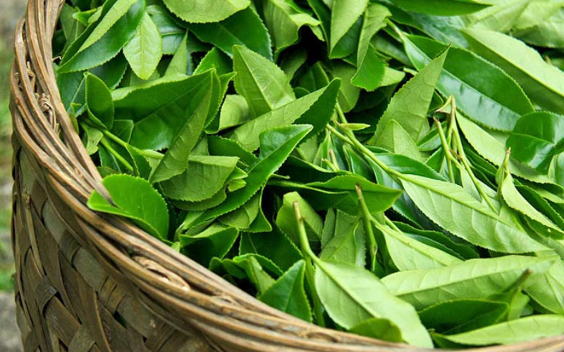 Loại chè xanh Trung Quốc lá to