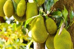 Cây Mít: Đặc điểm, Tác dụng, Ý nghĩa và Kỹ thuật trồng chi tiết