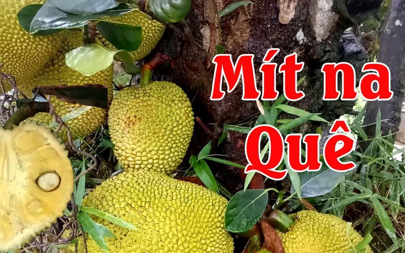 Mít na quê sai quả từ gốc lên tới ngọn