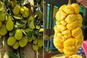 Mít Tố Nữ liệu có phải là Vua của các loại Mít?