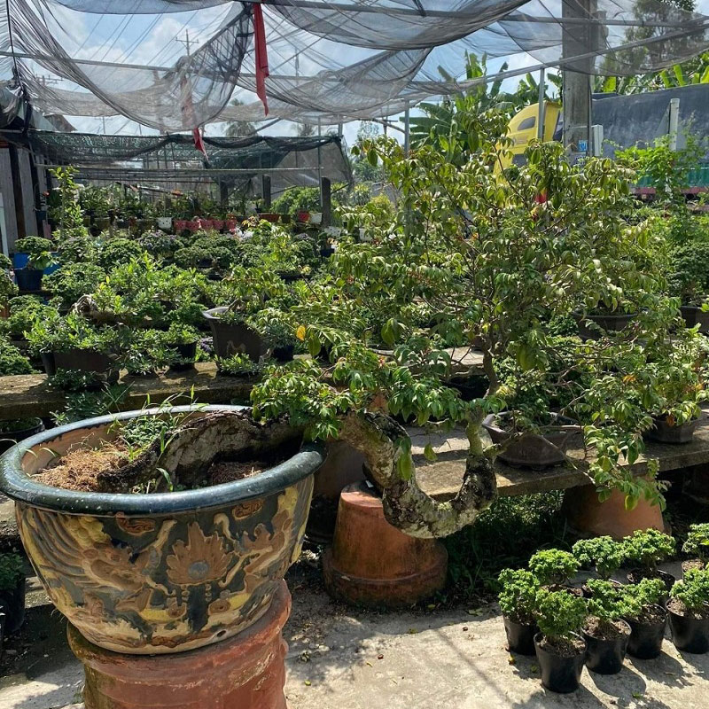 Một số dáng khế bonsai đẹp