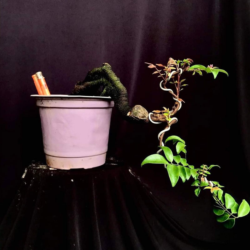 Một số dáng khế bonsai đẹp