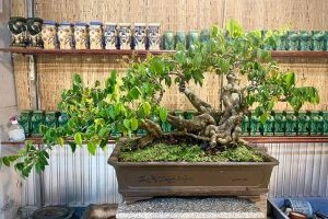 Cách Uốn, Tạo dáng Khế Bonsai dáng đẹp độc lạ