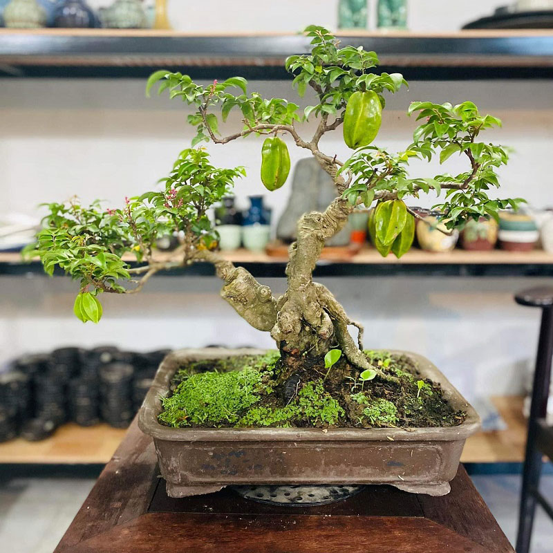 Một số dáng khế bonsai đẹp