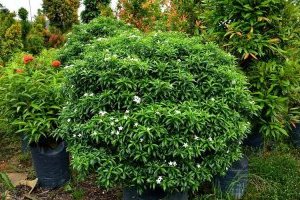 Cây Mai vạn phúc (Mai tiểu thư, Mai chỉ thiên)