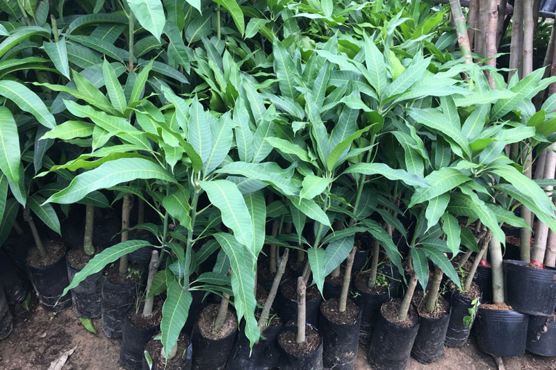 Nên lựa chọn cây Xoài khỏe mạnh, bầu chắc chắn, đã ra rễ dài