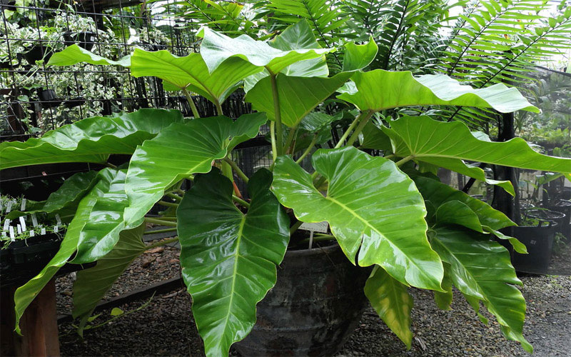 Nên tham khảo đơn vị cung cấp cây Trầu Bà Đế Vương uy tín để yên tâm về chất lượng và giá thành