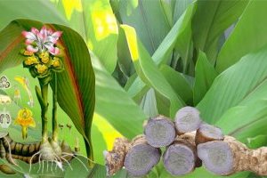 Cây nghệ đen là cây gì? Bật mí công dụng và tác hại của nghệ đen