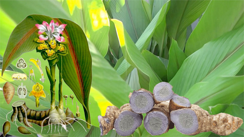 Cây nghệ đen thuộc loại cây thân thảo, họ gừng