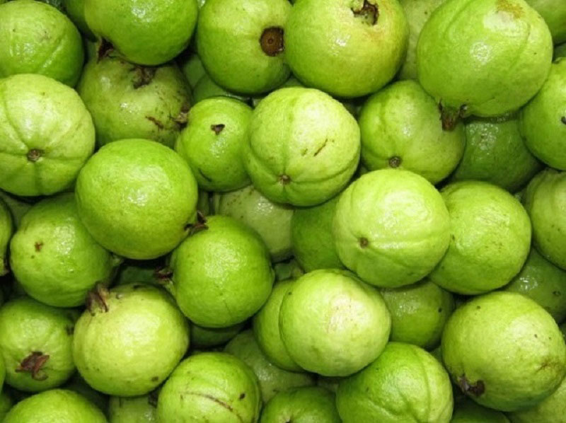 Ổi găng Đông Dư