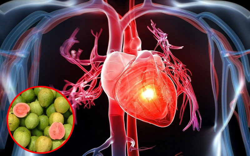 Quả ổi rất tốt cho hệ tim mạch