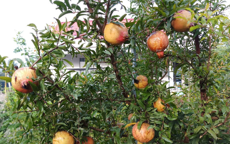 Quả lựu vỏ mỏng, hình cầu khi chín chuyển sang màu đỏ vàng