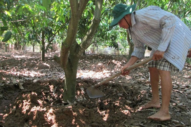 Thường xuyên cải tạo đất, bổ sung dinh dưỡng giúp cây Xoài khỏe, chống chịu sâu bệnh tốt