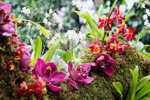 Sự tích, nguồn gốc, sự ra đời của tên gọi loài Hoa Lan