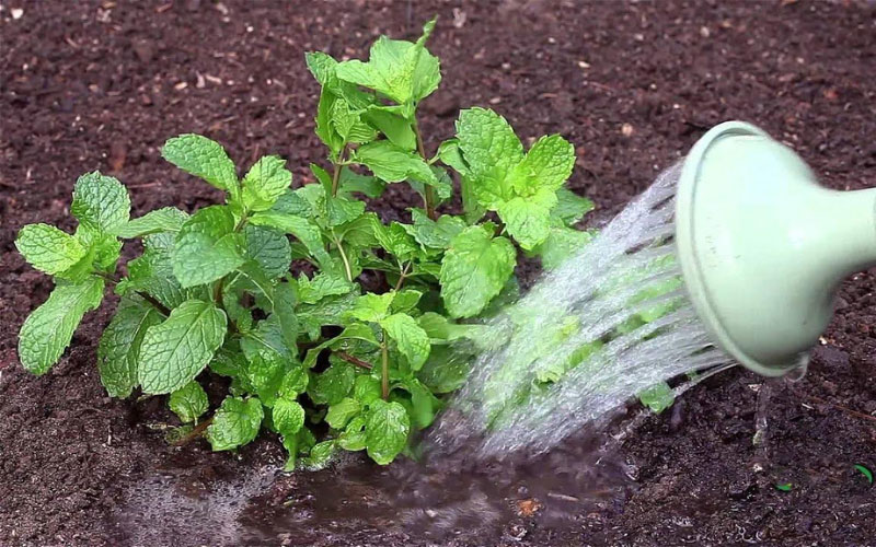 Tưới nước chăm sóc cho cây Bạc hà