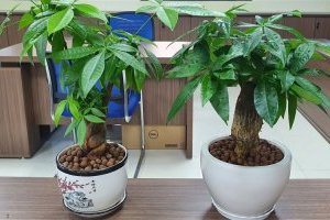 Cây Kim Ngân phong thủy thu hút sự Giàu sang và Phú quý cho Gia chủ