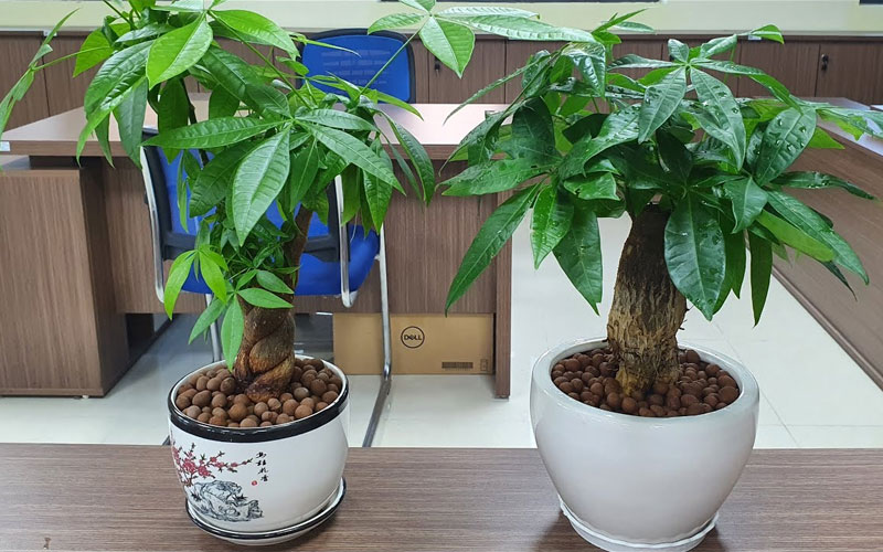 Cây Kim Ngân để bàn rất được dân văn phòng và gia chủ ưa thích