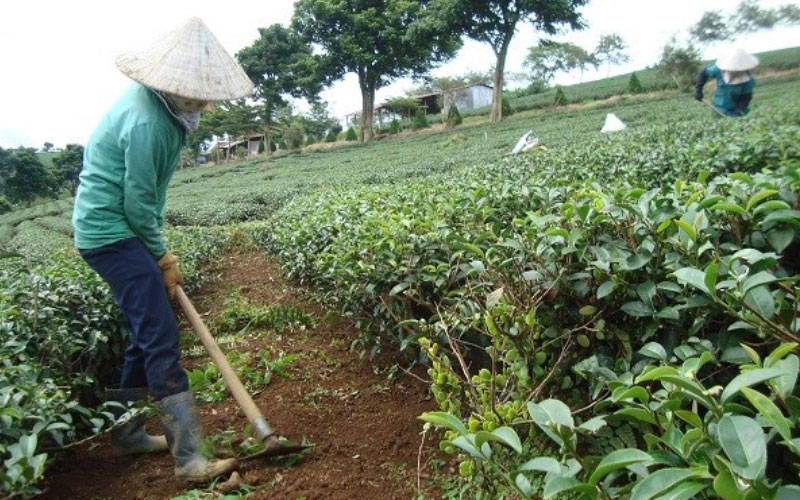 Vun xới đất, làm cỏ cho cây chè xanh