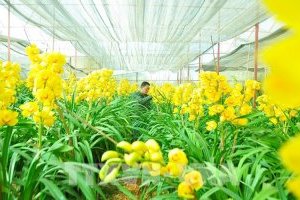 Kỹ thuật trồng và Chăm sóc Địa lan (Lan đất) đẹp như ý