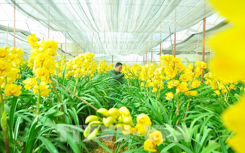 Vườn địa lan nở vàng rực rỡ