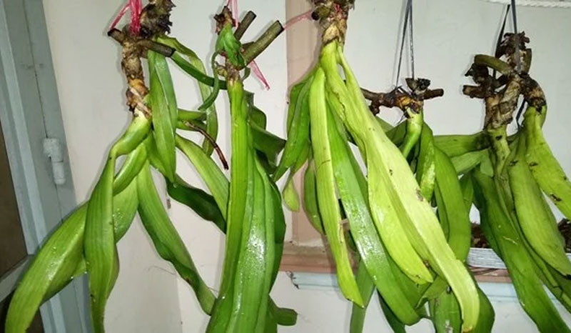 Cây giống Lan ngọc điểm rừng