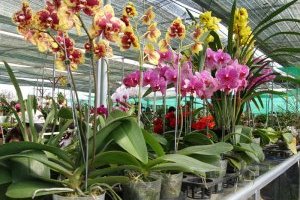 Kỹ thuật trồng và chăm sóc Lan Hồ điệp ra hoa nở đẹp, tươi lâu