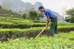 Cách trồng và chăm sóc cây Chè xanh chuẩn khoa học công nghệ cao