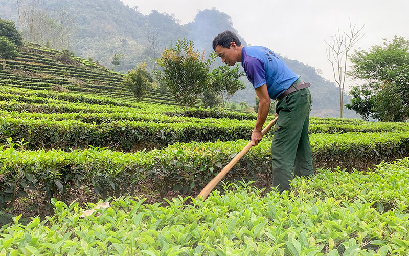 Bà con cần thường xuyên dọn cỏ dại, bón phân cho cây chè 