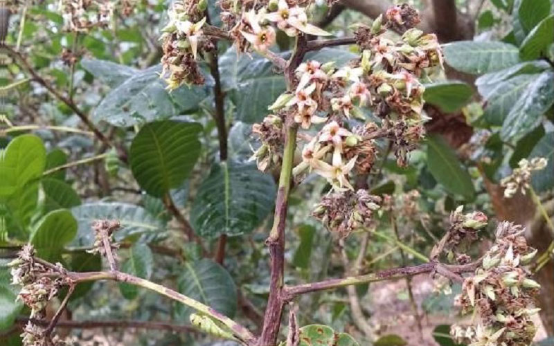 Bệnh thán thư trên cây điều ảnh hưởng đến năng suất