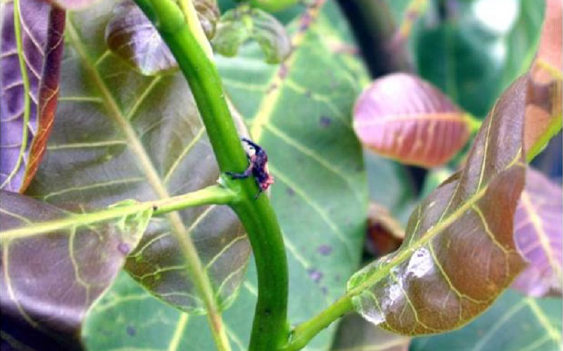 Bọ phấn đầu dài đang đẻ trứng trên cành non