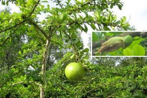 Cây Đào tiên (Trường sinh, Bòng Tây) - Giống Bưởi không có Múi