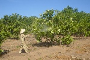 Các bệnh trên Cây điều, cách trồng và chăm sóc Cây điều cho năng suất cao