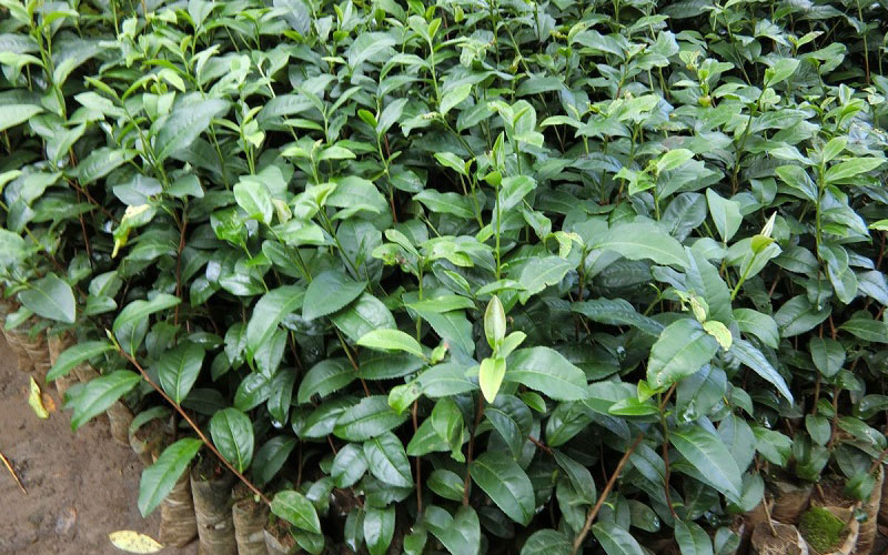 Cây giống chè xanh đạt chuẩn cần khỏe mạnh, kháng sâu bệnh tốt