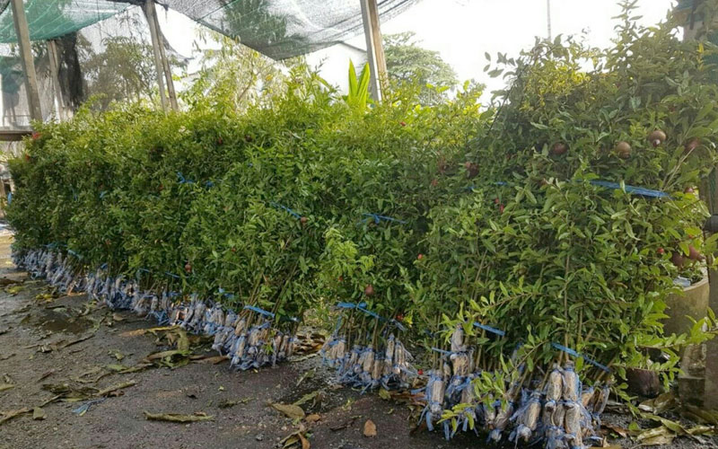 Cây giống lựu đỏ đạt chuẩn