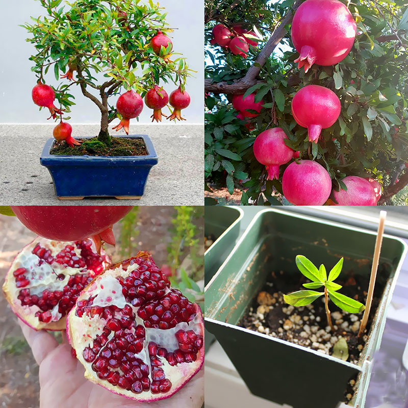 Cây lựu đỏ Ai Cập trồng trong chậu