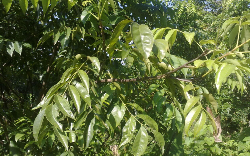 Cây mắc mật dễ trồng và ít sâu bệnh