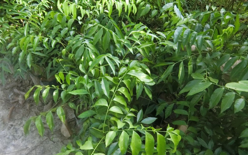 Cây giống mắc mật tại vườn ươm