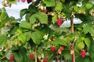 Cây Mâm xôi - Phúc bồn tử và những lợi ích vàng với sức khỏe