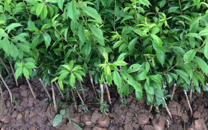 Cây mận Tam hoa giống tại vườn ươm